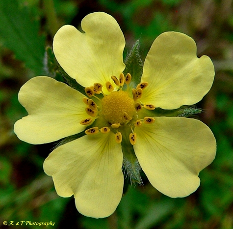 {Potentilla recta}